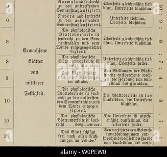 Archiv Bild von Seite 53 Der Wind als pflanzenpathologischer Faktor. Der Wind als pflanzenpathologischer Faktor derwindalspflanz 00 Bern Jahr: 1907 - 42 m S3 teibun efrf) 9 S 3 Iatte § Sictlage unb3} er=t) alten § 33 Iatte § im2 ßinbe Oätbung ber Samirta werden. "W Jj 10 10 3 ttipatien $ Parviflora. 5) "ßetfud Jli. 23. fjcfte bidfe onnen=blattet. 3}er [ud) 3 LR. 24. Slormal. leidimäig tiefblau. Sormal. § gl. orijontal in = unb erfcjoingenb. Sormal fixiert. beSgl. § Gl. Stockfoto