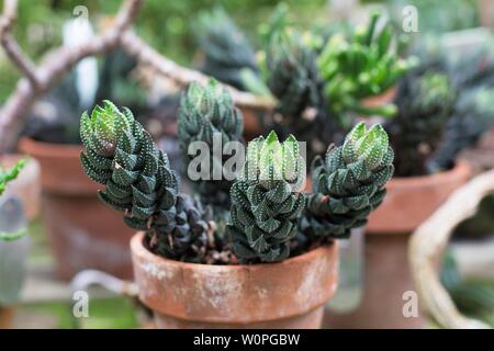 Reinwardtii Haworthiopsis-zebra Warze Anlage. Stockfoto