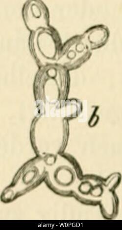 Archiv Bild von Seite 61 Der gegenwrtige Standpunkt der Mycologie. Der Standpunkt der gegenwrtige Mycologie mit Rcksicht auf die Lehre von den Infections-Krankheiten dergegenwrtigest 00 eida Jahr: 1872) Bastian, CLI. "Vo nunlcs von orijin von lowcst orpariisms, tlie discuBsion inrluding n von ex |) crini. von M. l'aKfour uml u rcj) Ly lo aonie. slHleinenl von ProiT. Er üb niedrig und Tyn. Wiegen. 1871. Stockfoto