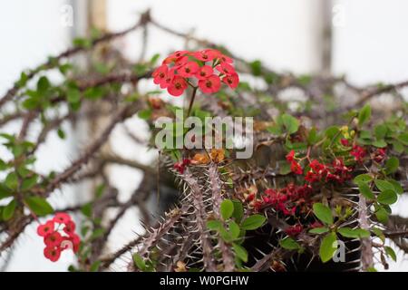 Euphorbia milii var. Splendens. Stockfoto