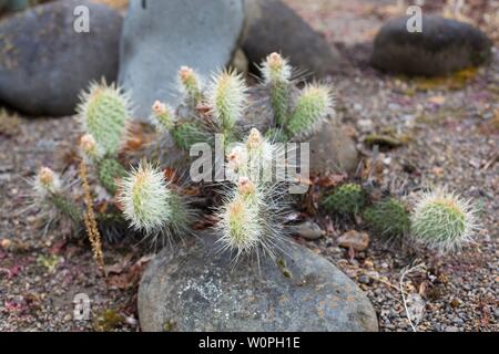 Opuntia erinacea var. utahensis 'Utah Feigenkaktus". Stockfoto