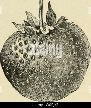 Archiv Bild von Seite 72 der beschreibenden Katalog von Obst, Schatten,. Beschreibender Katalog von Obst, Schatten, und Zierpflanzen: Rosen, Stauden, Pflanzen, etc. descriptivecatal 1893 ranc Jahr: 1893 Pflanzen in Zeilen oder Hügel, ungefähr achtzehn Zoll auseinander, produzieren die besten Früchte. Wo dicht miteinander verfilzt, viele der Pflanzen sollten spaded geharkt oder werden im Rahmen der im September oder sehr früh im Frühling. Der Boden ist eine wichtige Überlegung in Bezug auf die Werks-ing die Erdbeere. Für die Erdbeere Laus, Scatter rohen Kalk über die Wurzeln. Miner's sehr fruchtbar. (H.) Große und sehr fruchtbar. Ein excel Stockfoto