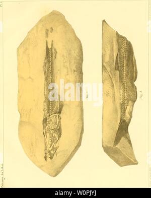 Archiv Bild von Seite 74 der Beschreibung de quelques poissons Fossilien. Beschreibung de quelques poissons Fossilien du Mont Liban descriptiondeque 00 pict Jahr: 1850 Rr. Stockfoto