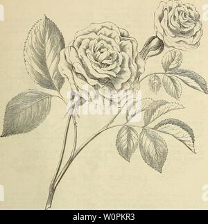 Archiv Bild von Seite 80 der beschreibenden Katalog von Obst andornamental. Beschreibender Katalog der Obst andornamental Bäume, Sträucher, Rosen, etc. descriptivecatal 1893 lecl Jahr: 1893 DER OBST- UND ZIERBÄUME, &c. 77 ART DER KLETTERROSE. Kletterrosen. Diese sind hervorragend für die Mauern, Gitter, alte Bäume angepasst, uns 'gbtly Gebäude, etc. Ihr schnelles Wachstum, perfekte Winterhärte, üppige Toliage, immense Cluster von schönen Blumen auf einmal zu jedem empfehlen. Baltimore Belle - Feines Weiß mit erröten Center; sehr voll und verdoppeln. Juwel der Prairie - eine Hybride zwischen der Stockfoto