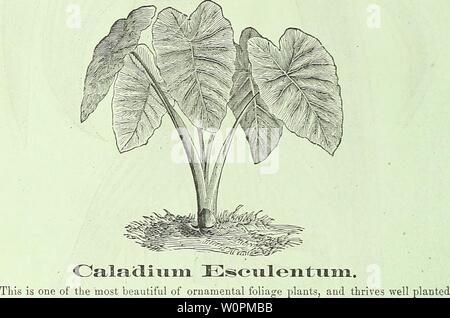 Archiv Bild von Seite 85 der beschreibenden Katalog der Blumensamen,. Beschreibender Katalog der Blumensamen, Gewächshaus und krautigen Pflanzen, Rosen, Zierpflanzen Gebüsch, Glühbirnen und dekorative Waren des Blumenhandels Artikel descriptivecatal 00 tcma Jahr: 1871 so Michel Bros & Kern beschreibenden Floral Katalog. Doppel Tuberose. (Primel Tuberoses.) Der vielen tausend Blumen wir pflegen es ist keiner, der ist gleich der Tuberose in ihrem köstlichen Duft und rein weißes Wachs wie Blumen. Bei der Bildung von Binde sie sind die nützlichsten Blumen haben wir keinen Garten, ohne wenigstens ein paar Dieser. Stockfoto