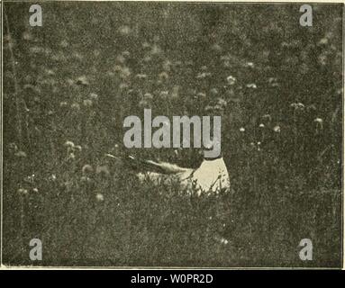 Archiv Bild ab Seite 118 Der ornithologische Beobachter" (1902). Der ornithologische Beobachter derornithologisc 15 alas Jahr: 1902 105 Ijei Bern. V. - Am 9. März einij; e ziehende Singdrosseln l&gt;ei Stein ein. Rh. 1. - Am 14. März die ersten Namen RanHüh gesehen. H.-Bin 14. März erster Gesang bei Bern. K., Misteldrossel Turdus viscivonis l. Am 14. Februar erstei- (icsang auf Ran-tlühlorg. H.-Am 4. März 6 - 7 Stück bei Stein a. R..1. - Am 5. März Gesang bei Aarl) Crg. Am 9. März ziehende. M. Rotkehlchen, Erithacus rubecula L. Seltener als im Wmter 11) 16/17; bei Bern an der Aare regelmässi Stockfoto