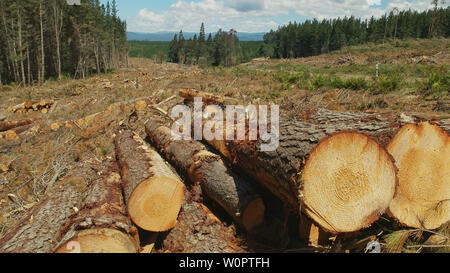 Nahaufnahme der cut Kiefer in der Nähe von tarraleah, Tasmanien Stockfoto