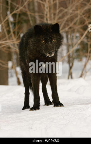 Black Wolf im Winter Holz Stockfoto