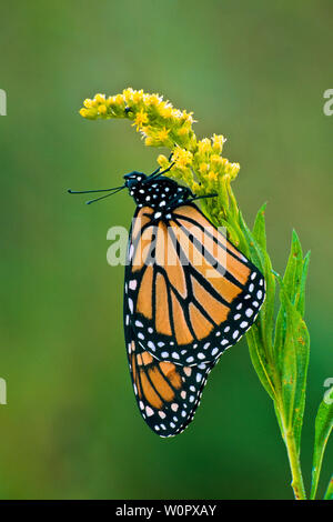 Monarchfalter (danaus Plexippus) auf Goldrute (Solidago canadensis) Stockfoto