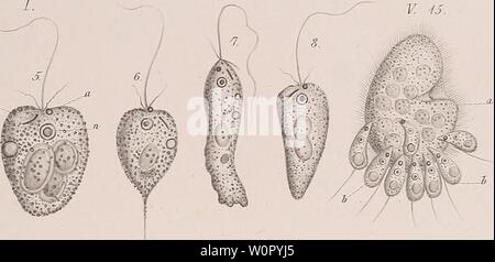 Archiv Bild ab Seite 176 der der Organismus der Infusionsthiere (1878). Der Organismus der Infusionsthiere derorganismusder 31 stei Jahr: 1878 Stockfoto