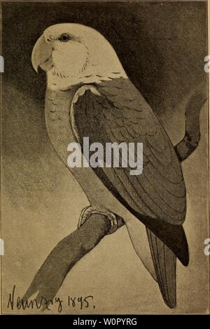 Archiv Bild ab Seite 178 von Der Graupapagei Seine Naturgeschichte. Der Graupapagei. Seine Naturgeschichte.. dergraupapageise 00 rus Jahr: 1896 törofse gelbköpftgt ämajone (psittacus Levaillanti, Gr.). 1 js natürlicher @ Rö £ e. Stockfoto