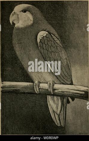 Archiv Bild ab Seite 191 von Der Graupapagei Seine Naturgeschichte. Der Graupapagei. Seine Naturgeschichte.. dergraupapageise 00 Russ Jahr: 1896 ftUine gelbhüpftge Ämajone (Psittacus ochropterus, Gml). natürfidei I-Öße. Stockfoto