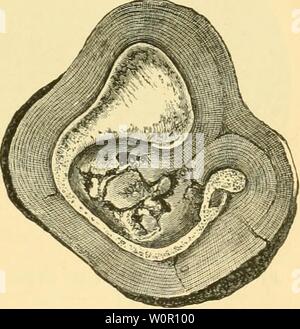 Archiv Bild ab Seite 192 Der Tiefen des Ozeans. Die Tiefen des Ozeans: Ein allgemeines Konto der modernen Wissenschaft der Ozeanographie weitgehend auf die wissenschaftlichen Forschungen der Norwegischen Dampfgarer Michael Sars im Nordatlantik depthsofoceangen 00 murr Jahr: 1912 Abb. 128.- Petrous und Membrana Knochen der ziphws Cavirostris. "Challenger" Station 286, Südpazifik, 2335 Klafter. Abb. 129,- Abschnitt eines Mangan-ese Knötchen, zeigen eine Tym-panik Knochen der Mesoplodon in der Mitte. "Challenger" Station 160, südlichen Ozean, 2600 Klafter. Trace grüne Körner sollen wirft, die l Stockfoto