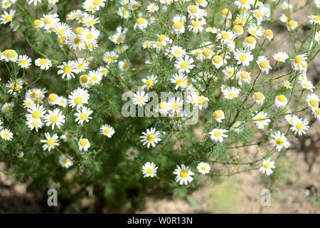 Kamille (Matricaria Chamomilla) blüht im Garten an einem sonnigen Tag Stockfoto