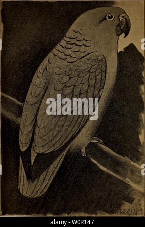 Archiv Bild ab Seite 195 von Der Graupapagei Seine Naturgeschichte. Der Graupapagei. Seine Naturgeschichte.. dergraupapageise 00 rus Jahr: 1896 iWüUfr - majone (Psittacus farinosus, Bdd). 2/7 natürlicher röfee. Stockfoto