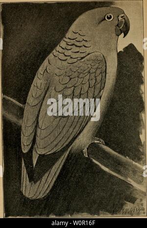 Archiv Bild ab Seite 196 von Der Graupapagei Seine Naturgeschichte. Der Graupapagei. Seine Naturgeschichte.. dergraupapageise 00 Russ Jahr: 1896 illüUrr - wmjone (Psittacus farinosus, Bdd).  | iuitiivtict) CI-Öiiöpe. Stockfoto