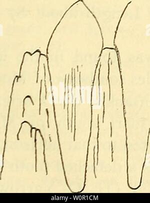 Archiv Bild ab Seite 200 eine Beschreibung der fossilen. Eine Beschreibung der Fossile Fische bleibt der Kreidezeit, Eozän und Miozän Formationen von New Jersey descriptionoffos 00 Vögel Jahr: 1911 Stockfoto