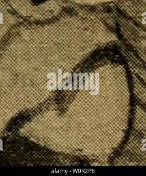 Archiv Bild ab Seite 214 von Der Graupapagei Seine Naturgeschichte. Der Graupapagei. Seine Naturgeschichte.. dergraupapageise 00 rus Jahr: 1896 Stockfoto