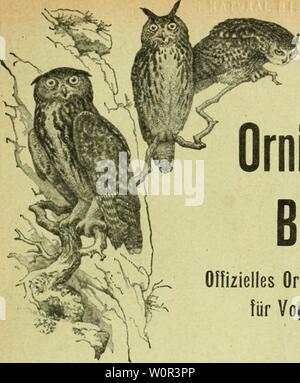 Archiv Bild ab Seite 228 Der ornithologische Beobachter" (1902). Der ornithologische Beobachter derornithologisc 15 alas Jahr: 1902 Der ornithologische Beobachter Olfizielles Organ der Schweizer. Gesellschaft für Vogelkunde und Vogelschutz L'OrnithoIogiste Organe officiel de la Soci6t6 suisse pour I'tude des Oiseaux et leur Schutz Abonnementspreise: Schweiz: bei der F. xpedition werden, stellt jährlich Fr 5. - Bei der Post lieferpriorität. "5. 20 Ausland" 6. - Prix des Abonnements: Suisse: par le Bureau de l'ex-pdition Frs. 5. - Par la Poste.... "5.20 Etranger" 6. - Vif Jahrgrangr Äff Ann Stockfoto