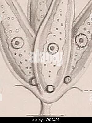 Archiv Bild ab Seite 244 von der Organismus der Infusionsthiere (1878). Der Organismus der Infusionsthiere derorganismusder 31 stei Jahr: 1878: â) Stockfoto