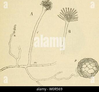 Archiv Bild ab Seite 250 von Der gegenwrtige Standpunkt der Mycologie. Der Standpunkt der gegenwrtige Mycologie mit Rcksicht auf die Lehre von den Infections-Krankheiten dergegenwrtigest 00 eida Jahr: 1872 237 oft zwei bis drei das Episporium durchbvecliende Keim-schi auch e. Ausser of this Kunst der Fortptianzung Aspergillus glaucus besitzt noch eine andere, welche durch geschlechtliche-fruchtung hervorgebracht wird und häufig gleichzeitig neben den Conidienträgern ein Mycel demselben vorkommt, Abb. G4 A. sowie der aber This früher als selbststnndige Kunst unter dem Bild. 64. Eurotium Aspergil Stockfoto