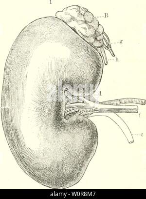 Archiv Bild ab Seite 318 von der Mensch (1886-). Der Mensch dermensch 01 rankuoft Jahr: 1886 - 1 iRecte liiere ein unö 9 lebenniere B; c Harnleiter-d Hilus-e 92 ierenarfertc-f5? iercn "enc-g9lrterie, h SSene ber 9 iebennicrc. - 2 Sd) nitt au § ber SO 'Jitte ber 9 Herc eiue § SSinbe". Ein "KiereiitDÜrjcen-b Spie, c TOittclftüc! Berfelbcn-d3 linbenfd) Id) t ber TOerenfubftan',-e9! ierenbeden-f." öarnlciter. SSfll. Sejt, S. 256. TOerben. 3&gt; iel ficiner (meift etiuaiS unter 1 g in 24 Stunben) unb loedfelnb finb bie 3) iengen oon reatin, Creatinin, fpejififdje (eiüidjt beS äöaffer" = 1000, Fo. Stockfoto