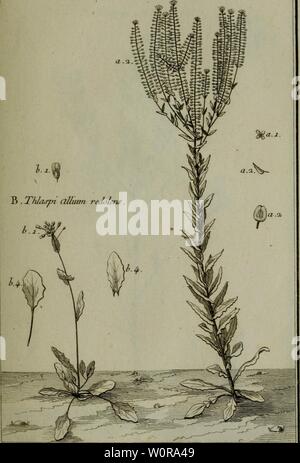 Archiv Bild ab Seite 338 von Beschreibung, vertus et usages de. Beschreibung, vertus et usages de sept Cent dix-neuf Plantes: tant que de nos climats eÌtrangeres; et de Cent trente-quartre Animaux, en sept Cent trente Planches, graveÌes en Taille-Douce, sur les dÊ¼apreÌs Natur desseins, de M. de Gersault, par MM.de Fehrt, Prevost, Duflos, Martinet, &c. et rangeÌes suivant lÊ¼ordre du livre intituleÌ meÌdicale Matiere de M. Geoffroy.. descriptionvertu 04 geof Jahr: 1767. Pl. 68. j ein. "ThLurpn VulaÃ uns. Stockfoto