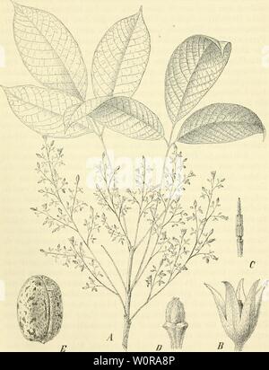 Archiv Bild ab Seite 340 von Der Tropenpflanzer; Zeitschrift fr tropische Stockfoto