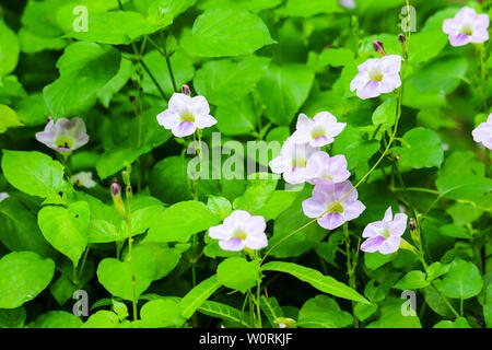 Thunbergia grandiflora ist Common Name von Bengalen clock Weinstock, Blau Trompete, Blau, Skyflower Skyflower, Uhr Weinstock, himmlischen Blau Weiß Lila Blume Stockfoto