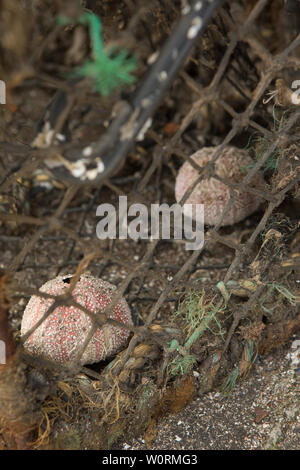 Seeigelschale in einem Fischernetz auf St Monans Hafen, St Monans, East Neuk, Fife, Schottland. Stockfoto