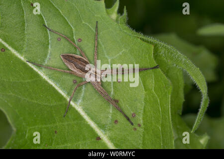 Listspinne, raubspinne Pisaura mirabilis, Brautgeschenkspinne,, fantastisches Fischen Spinne, Baumschule Web spider, la Pisaure bewundernswert Stockfoto