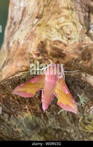 Kleiner Weinschwärmer, Pergesa Porcellus, kleiner Elefant Hawkmoth, kleiner Elefant Hawk-Moth, Petit Sphinx De La Vigne, Deilephila Porcellus, Petit pou Stockfoto