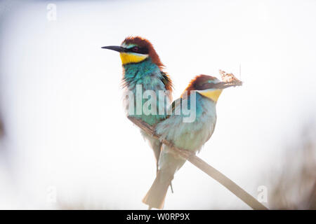 Schöne Vögel sitzen auf einem Ast in den Schnabel eines Schmetterlings Stockfoto