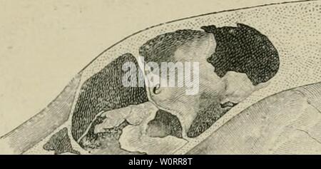 Archiv Bild ab Seite 536 von "Der Deutsche Schäferhund in Wort. Der Deutsche Schäferhund in Wort und Bild derdeutschesc 00 Schritt Jahr: 1921. 3' Stockfoto