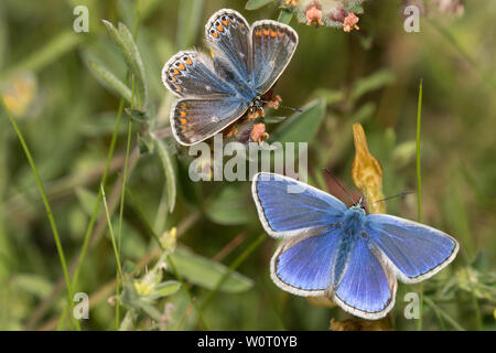 Gemeinsame blaue Schmetterlinge (männlich und weiblich) Stockfoto