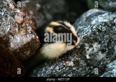 Norwegische Lemming (Lemmus lemmus) versteckt zwischen den Felsen im Berg Tundra. Leben in der Tundra im Norden von Skandinavien und der Halbinsel Kola Peninsul Stockfoto