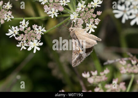 Silber Y moth Fütterung Stockfoto