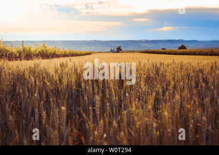 Sonne hinter einem Weizenfeld. Wunderschöne Landschaft Berge im Hintergrund Stockfoto