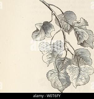 Archiv Bild ab Seite 613 von der Baum (1860). Der Baum Schaefer 00 scha Jahr: 1860 Abb. 201. Blattstand der Schwarzpappel (Populus nigra). Abb. 202. Astbau der Zitterpappel (Populus tremula). Stockfoto