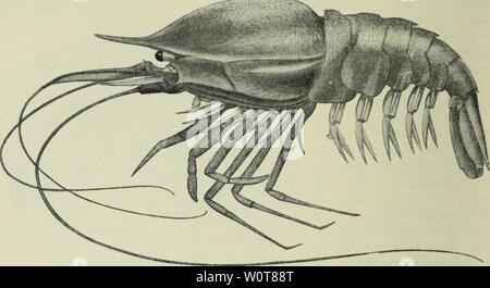 Archiv Bild ab Seite 623 von den Tiefen des Ozeans;. Die Tiefen des Ozeans; ein allgemeines Konto der modernen Wissenschaft der Ozeanographie weitgehend auf die wissenschaftlichen Forschungen der Norwegischen Dampfgarer Michael Sars im Nordatlantik depthsofoceange 00 murr Jahr: 1912 586 TIEFEN DES OZEANS CHAP. Wissenschaft. Eine dieser neuen Spezies ist durch eine Probe 17 cm vertreten. Lang (siehe Abb. 425) - eine der größten pelagische Prawn jemals getroffen. Noto - stomus wurde nur in der tiefsten schleppt, die nur bis zu 1500 oder 2000 Meter verlängert; Hols vielleicht in noch tiefere Wasser Abb. haben könnte. 425. Stockfoto