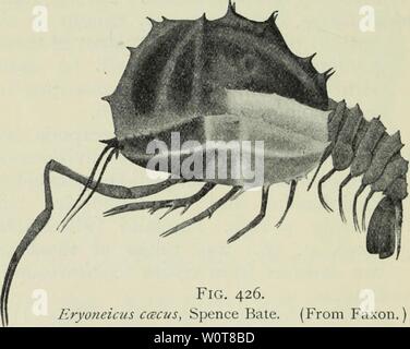Archiv Bild ab Seite 623 von den Tiefen des Ozeans;. Die Tiefen des Ozeans; ein allgemeines Konto der modernen Wissenschaft der Ozeanographie weitgehend auf die wissenschaftlichen Forschungen der Norwegischen Dampfgarer Michael Sars im Nordatlantik depthsofoceange 00 murr Jahr: 1912 Abb. 425. Notosiomus, n. sp. Nat., Größe 17cm. mehr von Ihnen. Stil das eine ganze tubful waren größer sind die Boden-lebenden Peneidae, der südlich der Kanaren in unserem Schleppnetz (Station 41, 2605 m), einige von ihnen 30 bis 40 cm lang, mit Fühler 4 oder 5 Meter lang. Einer der bemerkenswerten Gattungen ist Eryoneicus, o Stockfoto
