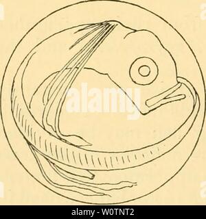 Archiv Bild ab Seite 795 Der Tiefen des Ozeans. Die Tiefen des Ozeans: Ein allgemeines Konto der modernen Wissenschaft der Ozeanographie weitgehend auf die wissenschaftlichen Forschungen der Norwegischen Dampfgarer Michael Sars im Nordatlantik depthsofoceangen 00 murr Jahr: 1912 Abb. 531. Ei der Sconibresocid. Durchmesser, 2,2 mm. Station 64. von denen live in diesen Tiefen. Eine dritte Gruppe mit Larven und Jungen von Alepocephalidse hat nur unter 500 Meter. Wir sehen aus Abb., 474, S. 621, dass selbst die kleinen Bühnen der Cyclothone bei 300 und 500 Meter zu finden sind. Es ist interessant, zu merken. Stockfoto