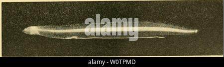 Archiv Bild ab Seite 804 Der Tiefen des Ozeans. Die Tiefen des Ozeans: Ein allgemeines Konto der modernen Wissenschaft der Ozeanographie weitgehend auf die wissenschaftlichen Forschungen der Norwegischen Dampfgarer Michael Sars im Nordatlantik depthsofoceangen 00 murr Jahr: 1912 Abb. 547 - Anzahl der Leptocephali aller Arten an jeder Station gefangen. '-. Abb. 54 S. Junge Leptocephalid, nur 1,7 cm lang. Station 64. Abb. 549. Leptocephalus Syyiaphobranchi pinnati. Nat. Größe ca. 5 cm. Station 62. Erfasst wurden, auch in unserem südlichen Abschnitt genommen, südlich der Azoren. Wie in Kapitel IH erwähnt. Stockfoto