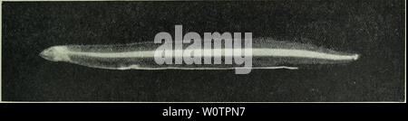 Archiv Bild ab Seite 806 von den Tiefen des Ozeans;. Die Tiefen des Ozeans; ein allgemeines Konto der modernen Wissenschaft der Ozeanographie weitgehend auf die wissenschaftlichen Forschungen der Norwegischen Dampfgarer Michael Sars im Nordatlantik depthsofoceange 00 murr Jahr: 1912 Abb. 547 - Anzahl der Leptocephali aller Arten an jeder Station gefangen. Abb. 548. Junge Leptocephalid, nur 1,7 cm lang. Station 64. Abb. 549. Leptocephalus Synaphobranchi pinnati. Nat. Größe ca. 5 cm. Station 62. Erfasst wurden, auch in unserem südlichen Abschnitt genommen, südlich der Azoren. Wie in Kapitel III. erwähnt, die wir Stockfoto