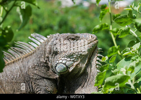 Iguana in grüne Blätter Dach, Südamerika, Ecuador. Stockfoto