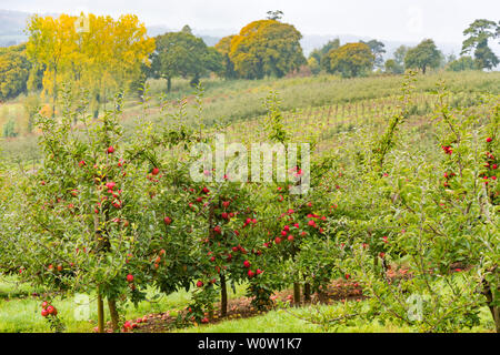 Landschaft von Apple Orchard im Herbst, lange Reihen von Bäumen mit reifer Frucht und Herbst Farben Stockfoto