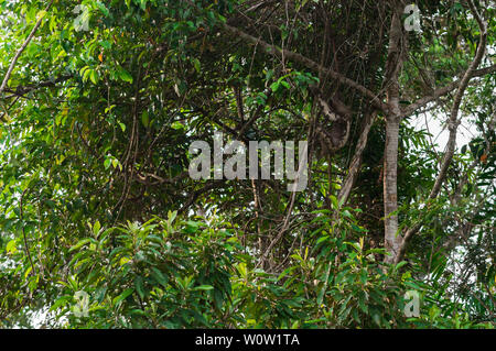 Drei-toed Sloth in eine Baumkrone im Regenwald, Amazon, Ecuador. Stockfoto