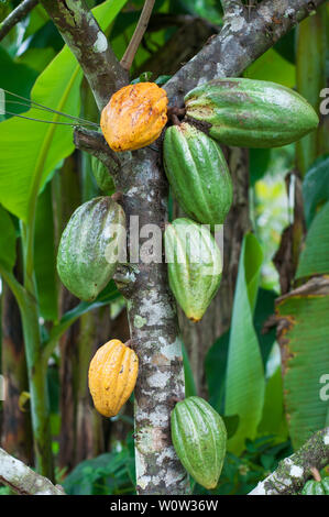 Kakaobaum (Theobroma cacao) mit grünen und gelben Früchten. Stockfoto