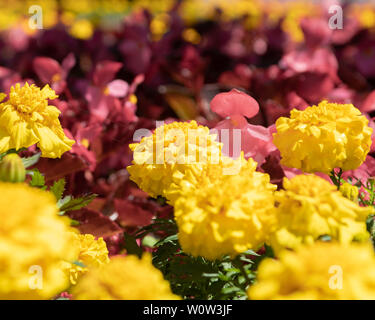 Rosa und gelbe Blumen Stockfoto