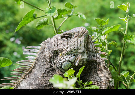 Iguana in grüne Blätter Dach, Südamerika, Ecuador. Stockfoto